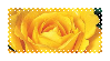 Yellow Rose
